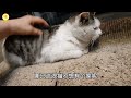 无家可归的流浪猫，每天隔着玻璃偷看宠物猫，羡慕的眼神让人心疼