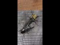 Hercules Beetle VS Palawan Stag Beetle