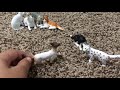 Cats and dogs United- Episode 1-Drought