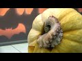 Octopus Reacts - Halloween Special - Episode 10