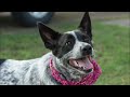 7 REASONS WHY THE BLUE HEELER IS THE TOUGHEST DOG BREED