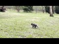 Koala can run as fast as a rabbit!