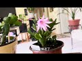 春天的蟹爪兰，改变了开花的季节Spring cactus has charged blooming season #springcacutes￼#蟹爪兰