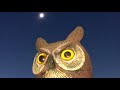 Owl seen during Total Eclipse in Tetonia, Idaho!