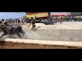 mangalore kambala 2021 nayarda elya quarter final,kudla