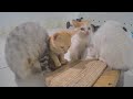 ❤️ Funniest Cats 😘 Best Funny Videos compilation Of The Month 🐈