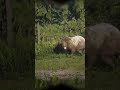 When You Are Watching Bear But The Bear Watches You - RDR2