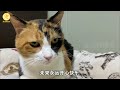 流浪猫忽然变温柔，天天上门求收留，看见它的嘴巴后才明白原因