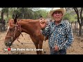 Rancho la Cueva del Señor Padillas: El caballo Unico