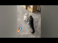 😸 Best Cats and Dogs Videos 😆 Funniest Catss 😂