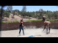 First Session w/a Wild Horse - CHARGING! | Mojave Stud Session 1