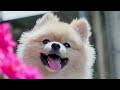 Baby Puppies | Funny playful puppies with relaxing healing music 4K (60FPS)