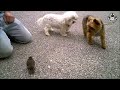 Try Not To Laugh | 19 Funny Birds Videos Of The Week | The Pet Collective