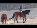 Téli fagyban lókiképzés - Horsetraining in frosty winter