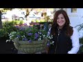 Planting Up Our New Urn With Cold Tolerant Annuals! 💕🌿// Garden Answer