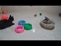 CLASSIC Dog and Cat Videos😁1 HOURS of FUNNY Clips😹#