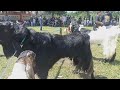 UNLOADING THE BIGGEST BOER GOAT STUD IN BAKRA MANDI BAKRA SHOW | BOER GOAT FARMING