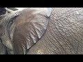 Knysna Elephants 5