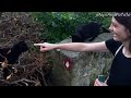 Hungry Stray Cats Meet up With the Food Lady - Feeding Stray Cats