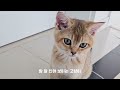 서열 정리는 끝났다!😺ㅣ아기고양이 두마리 브이로그ㅣ잘 먹고 잘 자는 고양이 일상