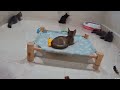 The FUNNIEST Dogs and Cats Shorts Ever😸🐶You Laugh You Lose🤣