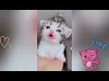 Cute kittens #2