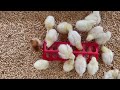 I saw some really cute chicks today at the Texas State Fair!