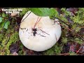 130. Excellent Wild Edible Mushroom Hunting in Vancouver BC Canada