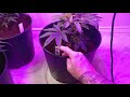 Pheno's Garden Update Season 4 Ep 4. Amnesia OG, Jack Herer,Dark Plasma hunting cont.