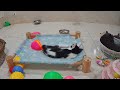 CLASSIC Dog and Cat Videos 🐶 😹 1 HOURS of FUNNY Clips