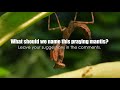 Ants vs. Praying Mantis