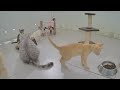 🤣 IMPOSSIBLE TRY NOT TO LAUGH 🐈❤️ Best Funniest Animals Video 2024 😍