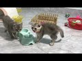 Funniest 2024🥰Cats and 🥒 Cucumbers - Awesome Funny Pet Videos 😹🐕Part 16