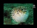 Pufferfish Sound (Fictional)