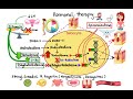 Pharmacology - ACNE TREATMENTS (MADE EASY)