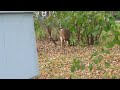 November Whitetail Buck - small buck hiding in town, specifically my backyard