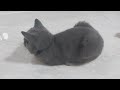 Funny and Cute Cats and Dogs 😋😻Playful kittens with cute chicks
